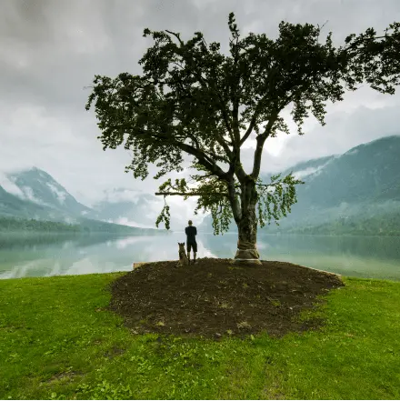 man-with-dog-watching-sunset-under-lonely-tree